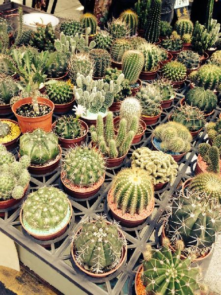Green Organic Natural Golden Cactus, for Decoration, Ornamental Plants, Packaging Type : Plastic Bag