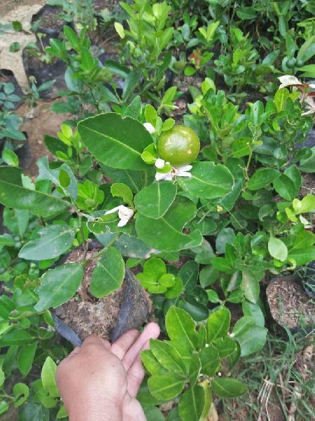 Marcotted Calamansi Plant, Certification : Fssai Certified
