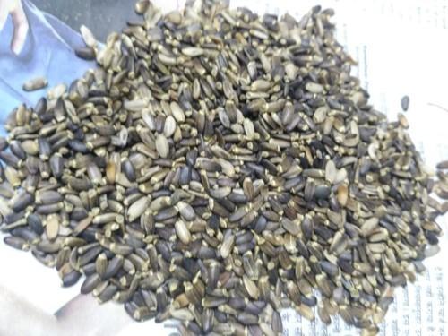 Milk Thistle Seeds, Style : Dried