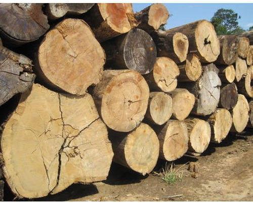 Round Timber Wood POPULAR WOOD LOGS, for Furniture at Rs 400/cubic feet in  Kutch