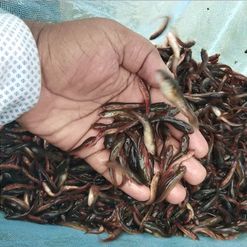 murrel fish seeds