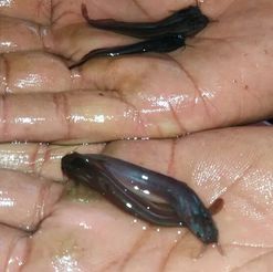 Singi Fish Seeds