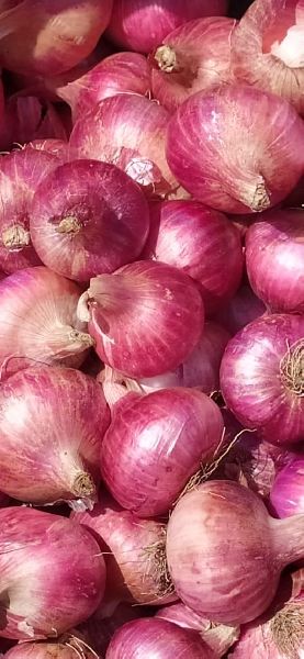 Natural onion seeds, for Agriculture