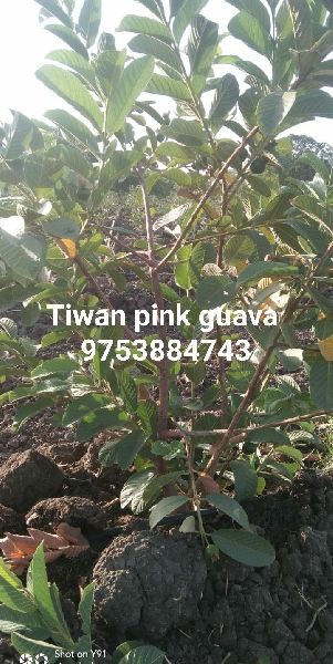 tiwan pink guava plant
