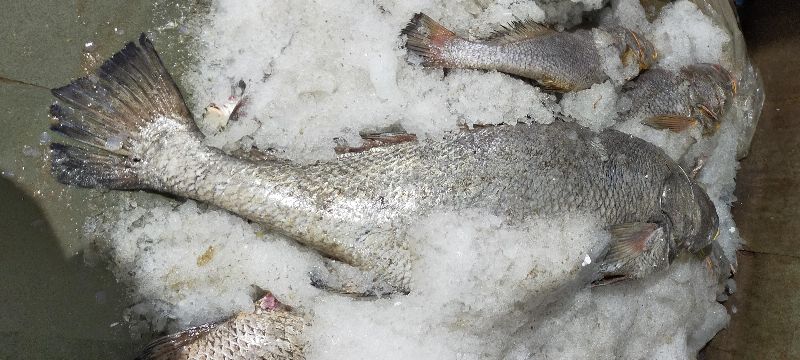 Ghol Fish, for Human Consumption, Style : Fresh, Frozen