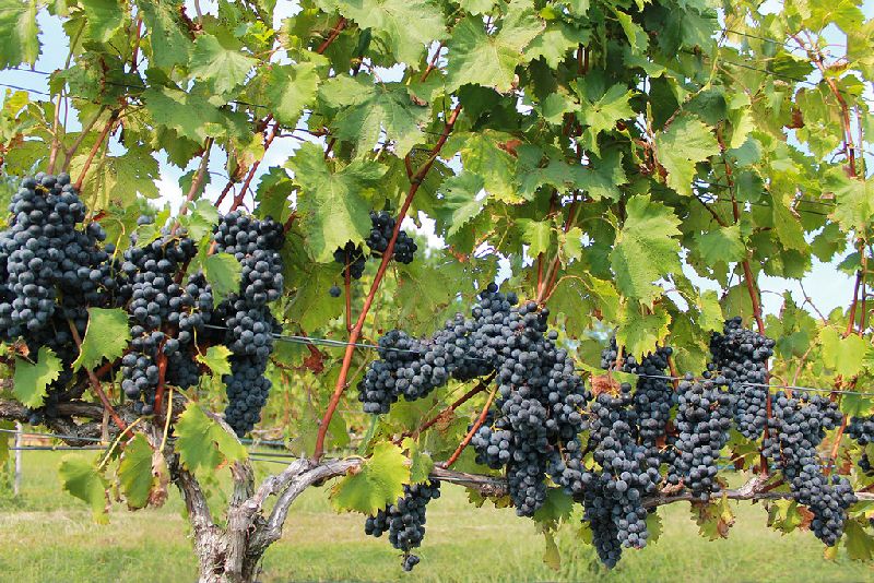 Organic Black Grapes, Packaging Size 1020kg at Best Price in
