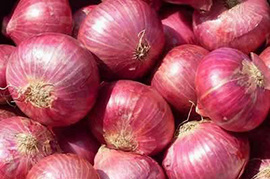 Fresh Onion, Shelf Life : 15days