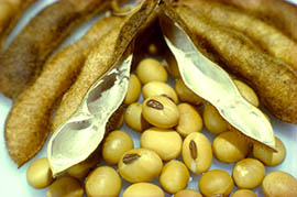 Soybean seeds, for Human Consumption, Certification : FSSAI Certified
