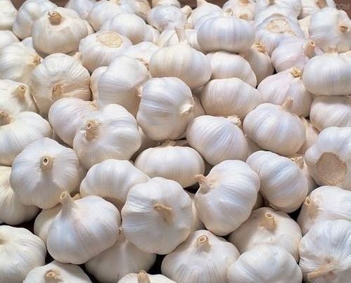 Fresh garlic