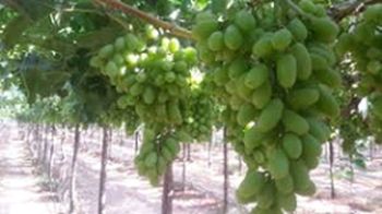 Organic fresh grapes, Packaging Size : 10-20kg