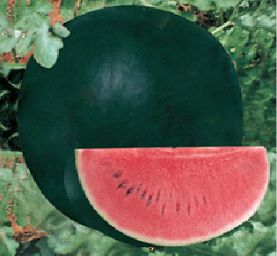 Organic Fresh Watermelon, Color : Dark Green