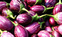 fresh brinjal