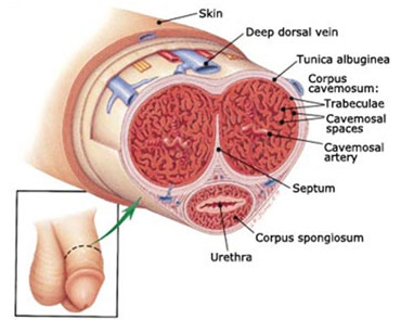 Priapism Treatment Services