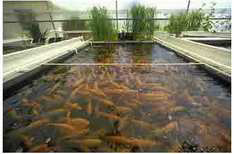 LDPE Sheets For Fish Farming Pond
