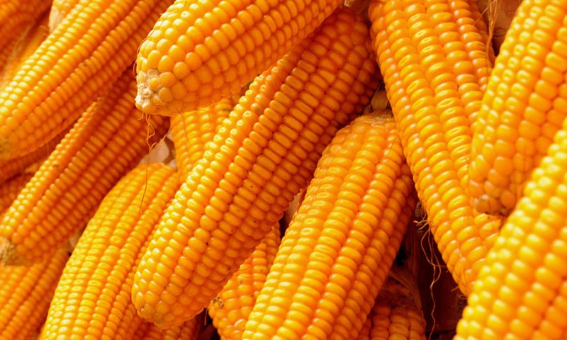 Organic yellow maize, Packaging Type : Plastic Pouch