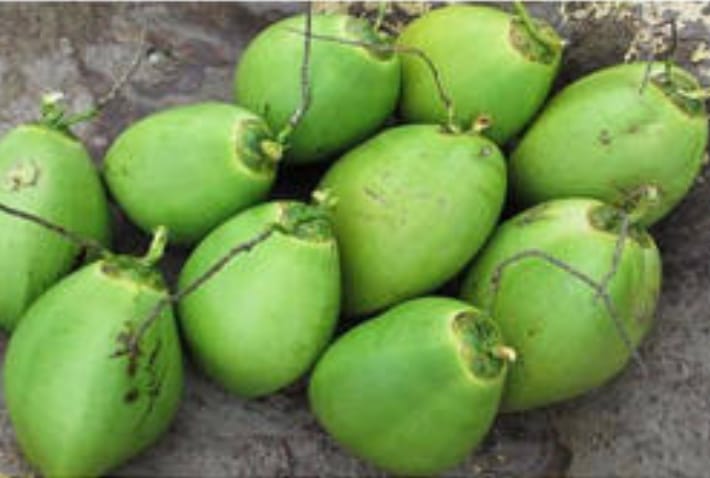 Organic Natural Green Coconut