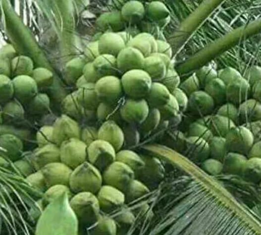 Common Organic Green Coconut