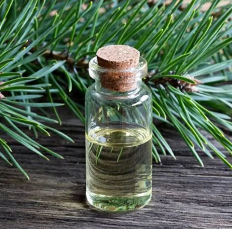 Organic pine oil, Shelf Life : 1year
