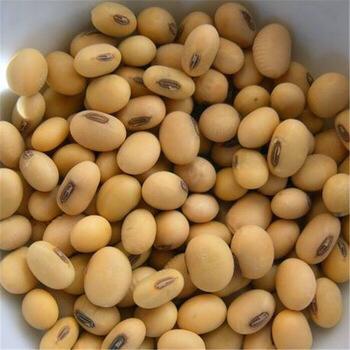 Cotton YellowSoya Beans, for Home, Hotels, Shape : Round