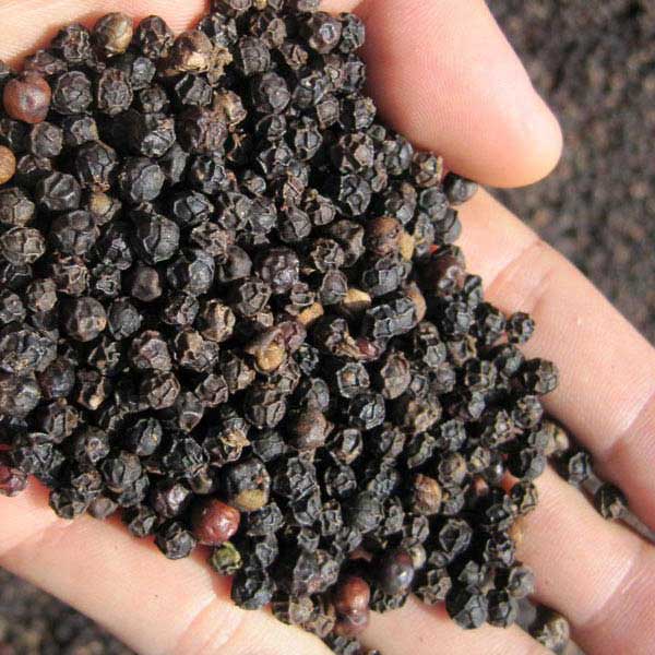 Organic black pepper seeds, Shelf Life : 12 Months