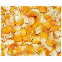 Yellow corn (mize)
