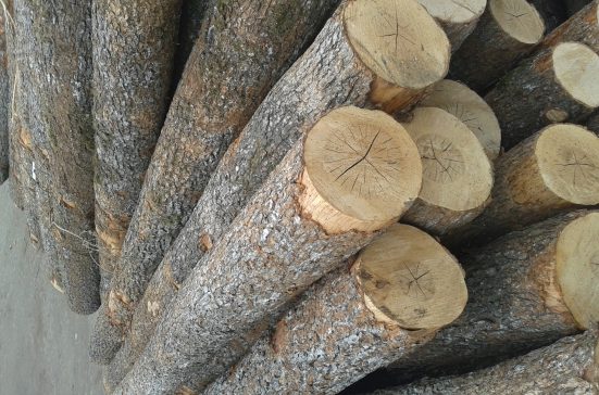 Birch Wood Logs
