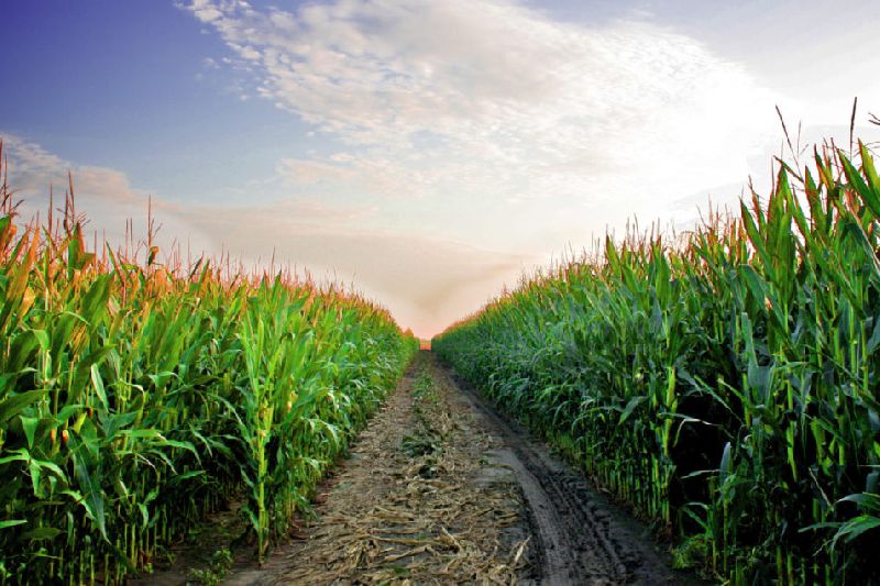 Dried Yellow Corn