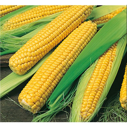 fresh-corn-maize-for sale