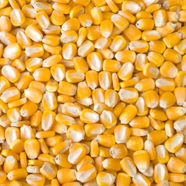 high quality crop dried yellow corn