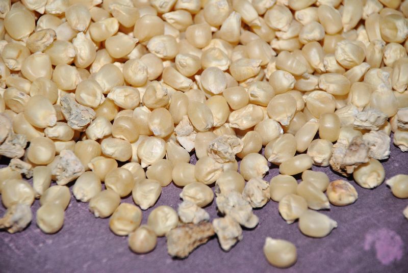maize seed sorting for sale