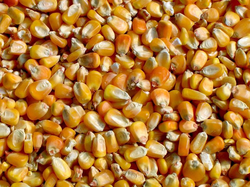 yellow dehydrated sweet corn kernel