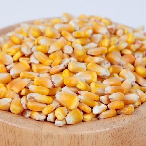 quality yellow corn