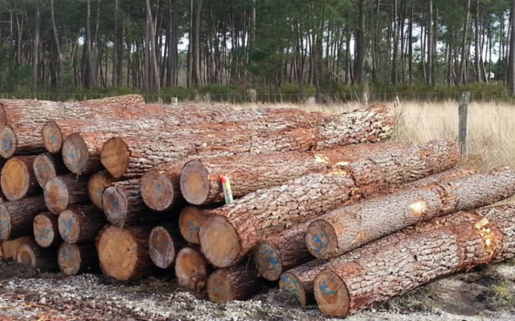 Red  white Oak Timber logs