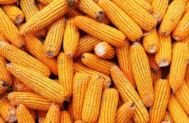 Non GMO Yellow Maize  Corn