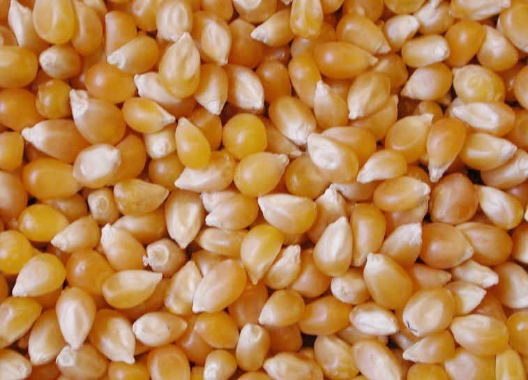 Yellow Corn &amp; White Corn Maize for Human &amp; Animal Feed