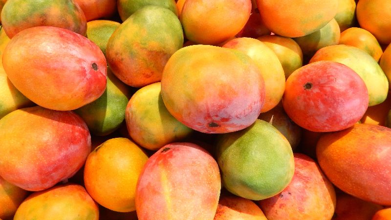 Organic fresh alphonso mango, Packaging Size : 10-20kg