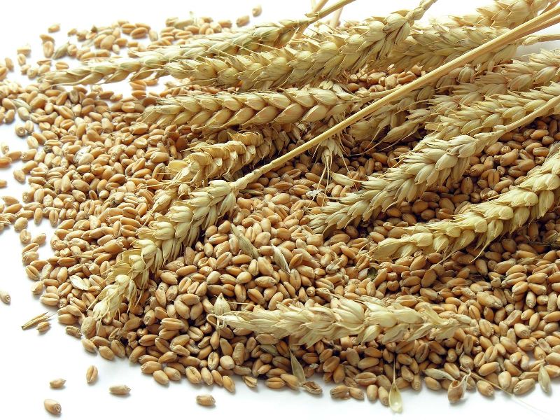 Organic Wheat Seeds, Packaging Type : Plastic Packets, PP Bags