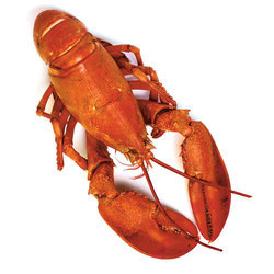 Fresh Lobster Fish, for Mess, Restaurants, Packaging Type : Vacuum Pack