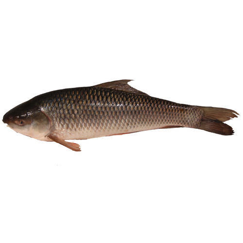 fresh rohu fish