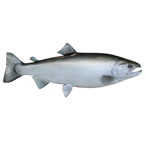 Fresh Salmon Fish, for Human Consumption, Packaging Type : Vaccum Packed