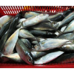 Frozen Indian Mackerel Fish