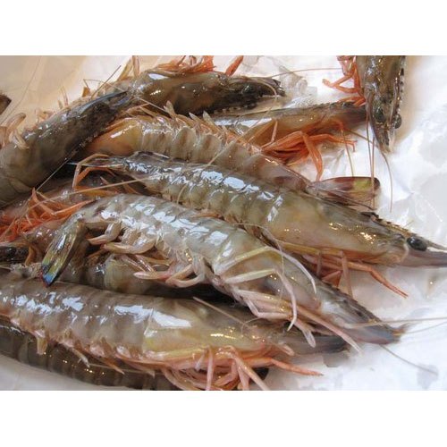Frozen Shrimp Fish, for Human Consumption, Packaging Type : Sachet