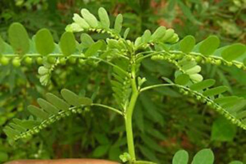 Phyllanthus Niruri Tea
