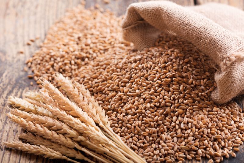 Common organic wheat, Packaging Type : Gunny Bag, Jute Bag