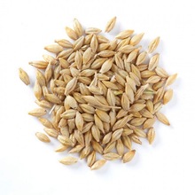 Common Barley, Shelf Life : 3months, 6months, 9months