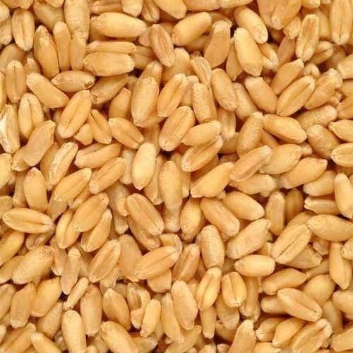 Natural Wheat Seeds