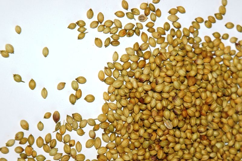 Natural coriander seeds, for Agriculture, Cooking, Food, Medicinal, Packaging Type : Jute Bags, PP Bags