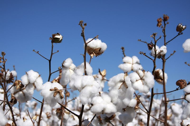 Cotton by Aadhya Global Trades, cotton from Gurugram Haryana India | ID ...