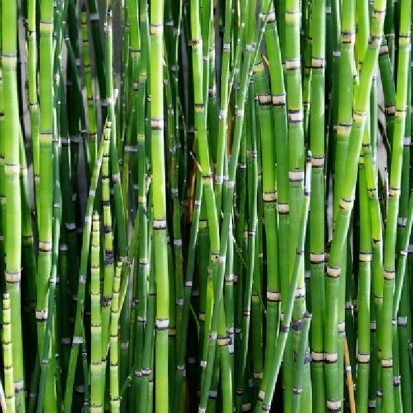 Bamboo Plant, for Plantation