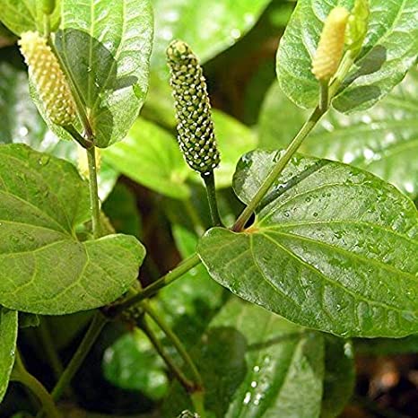 Pippali Plant